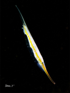 Shrimpfish by Sven Tramaux 